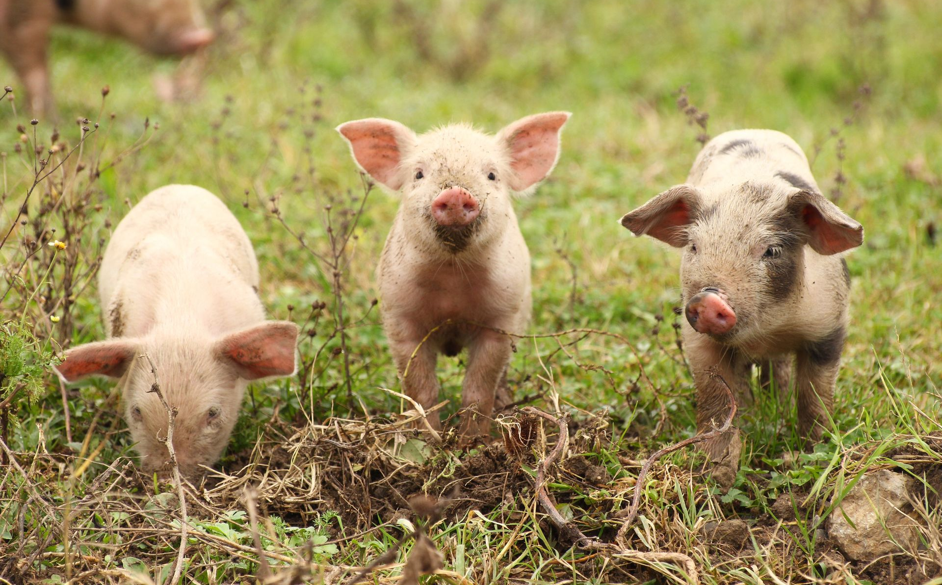 Three piglets standing in a grassy field, two facing forward and one with its head down.