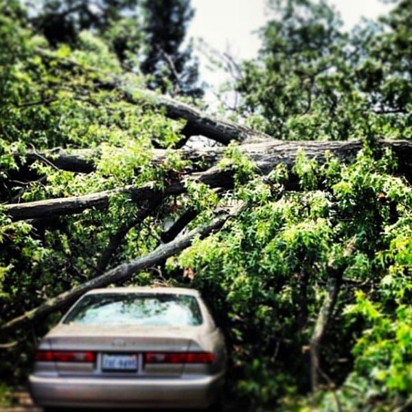 fallen tree in Prince George 