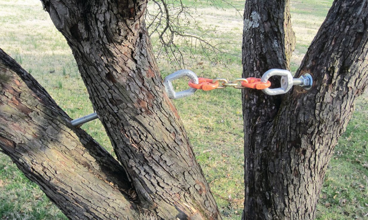 tree bracing in Prince George
