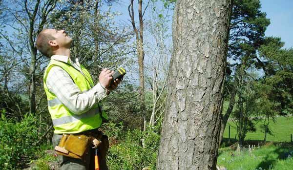 tree inspection in progress in Prince George 