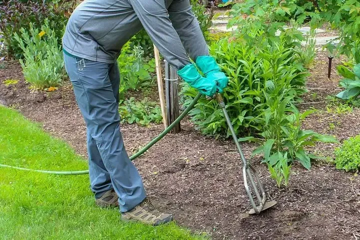 Trees Fertilized in Prince George back yard