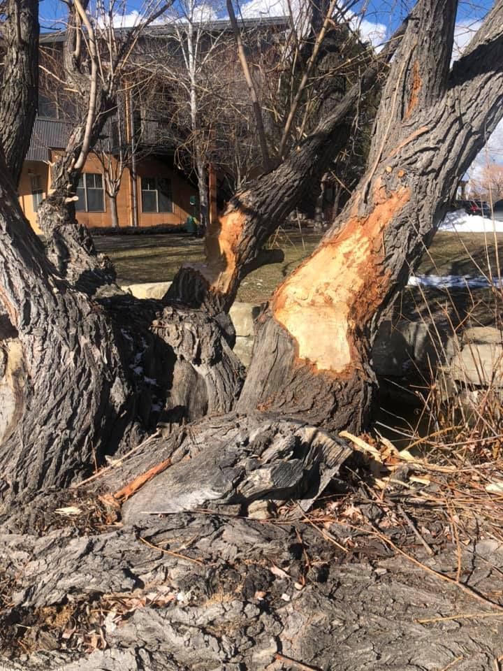 Damaged Tree — Worden, MT — Toogood Tree Service