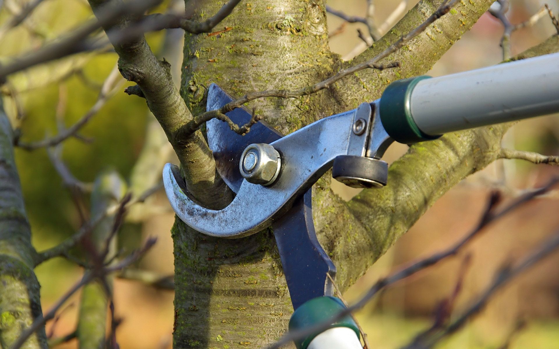Tree Trimming — Worden, MT — Toogood Tree Service