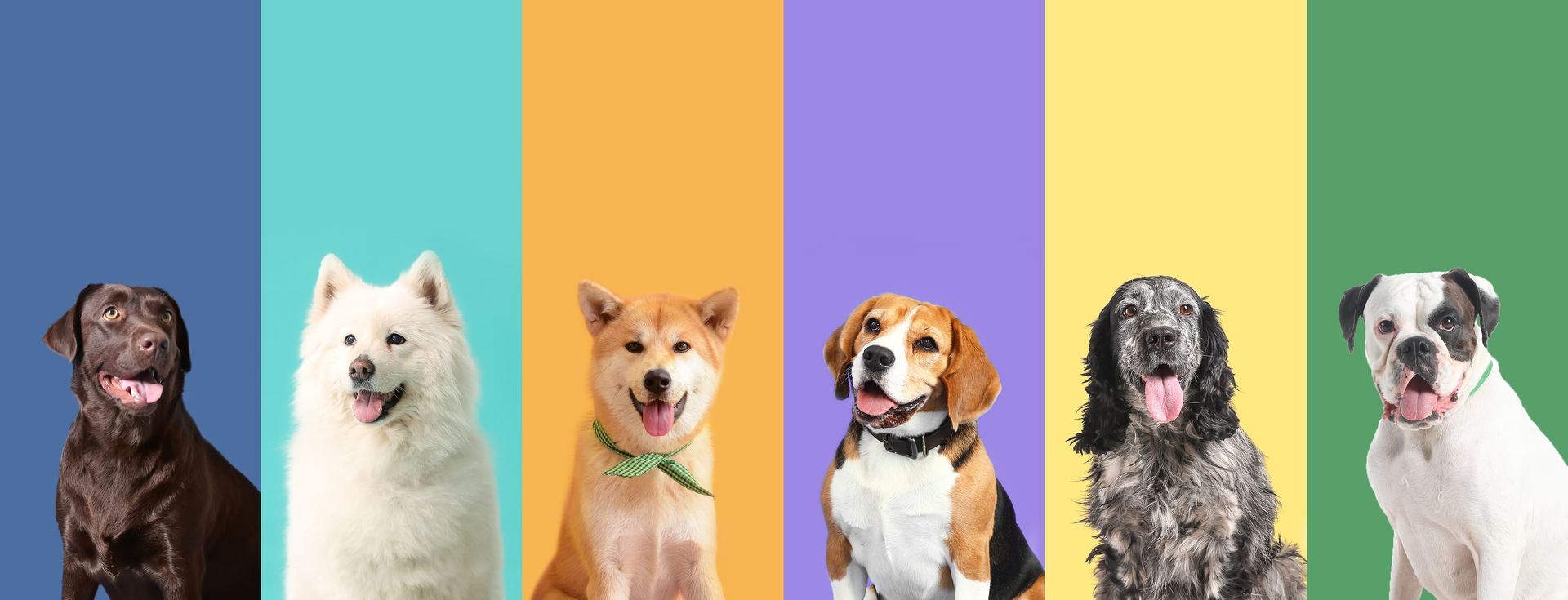 Six dogs sitting in a row against colorful vertical stripes