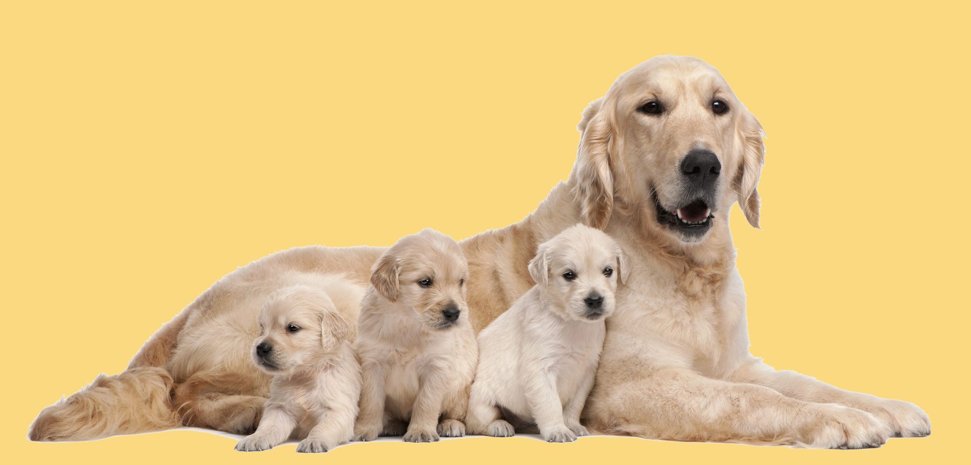 Golden retriever mother and three puppies lying on a yellow background