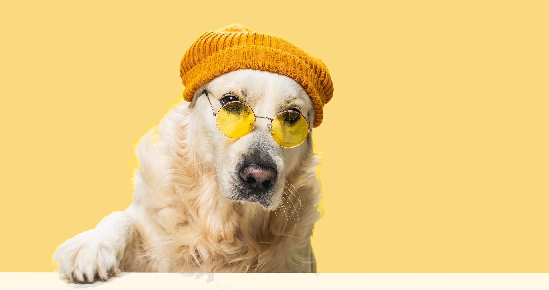 Dog wearing a yellow knit hat and round yellow sunglasses on a yellow background