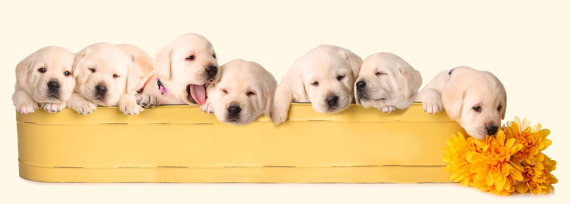 Six cream-colored puppies peeking over a yellow basket with orange flowers