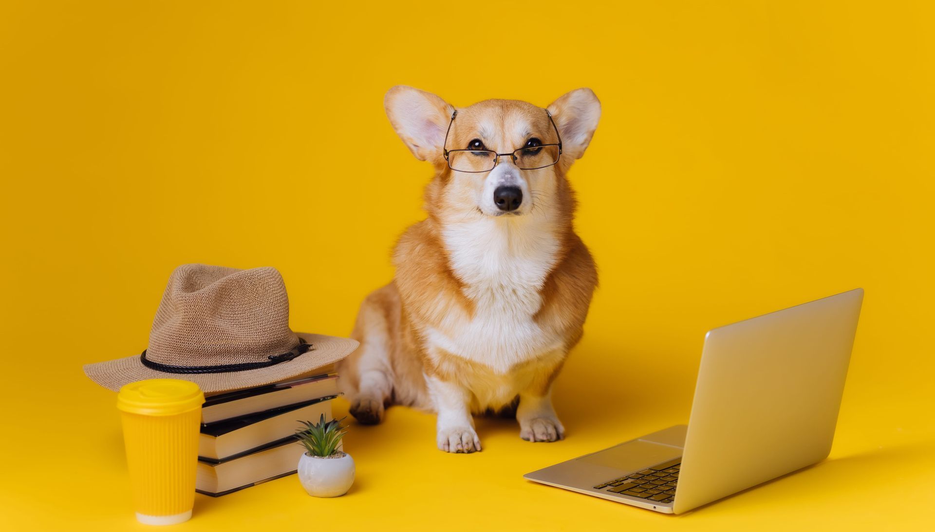 Corgi in sunglasses beside a laptop, hat, cup, and plant on a yellow background