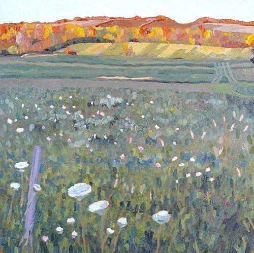Field with sun golden glow on trees.