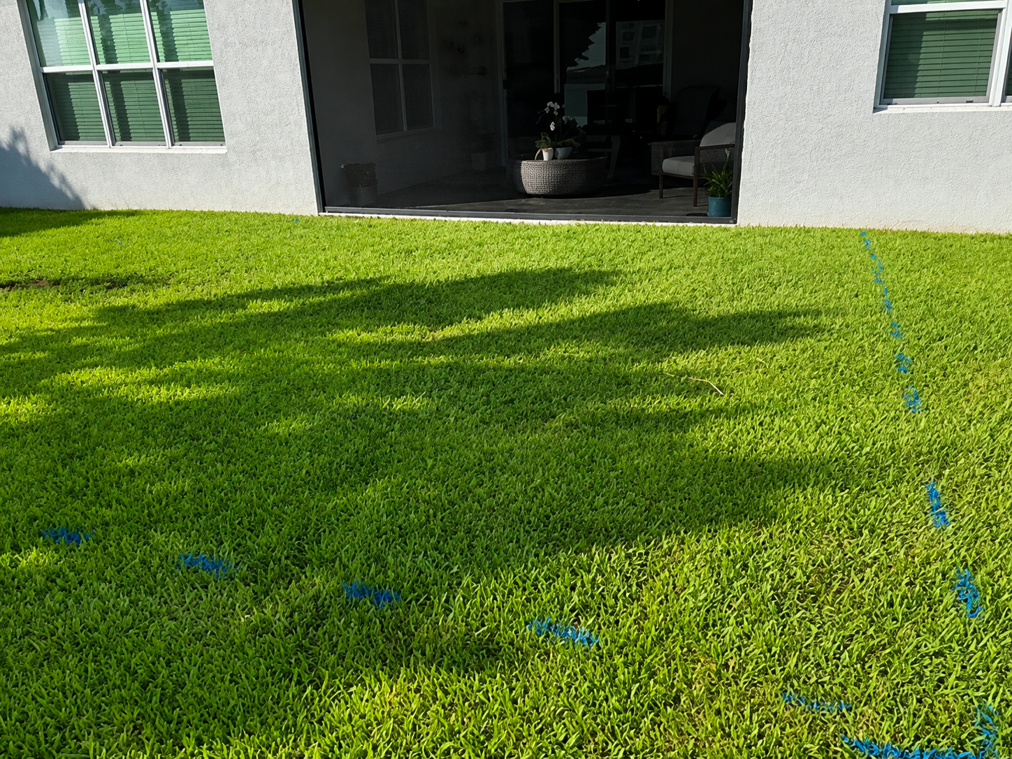 Sunlit green lawn in front of a house, with a shaded doorway and windows.