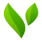 Two green leaves on a white background