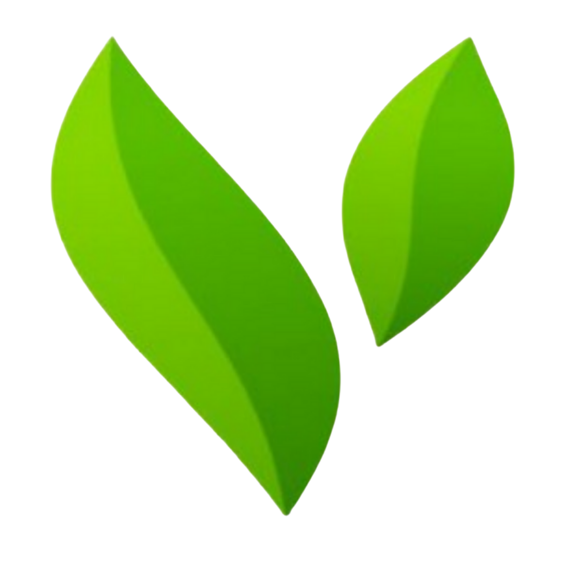 Two green leaves on a white background