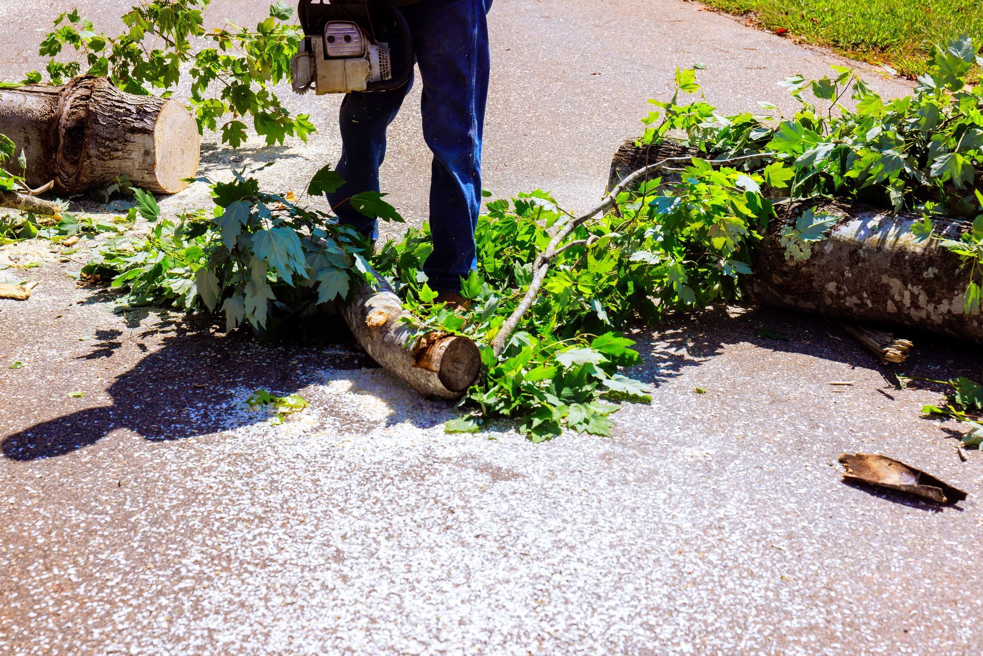 Person clearing fallen branches from a sunlit garden path