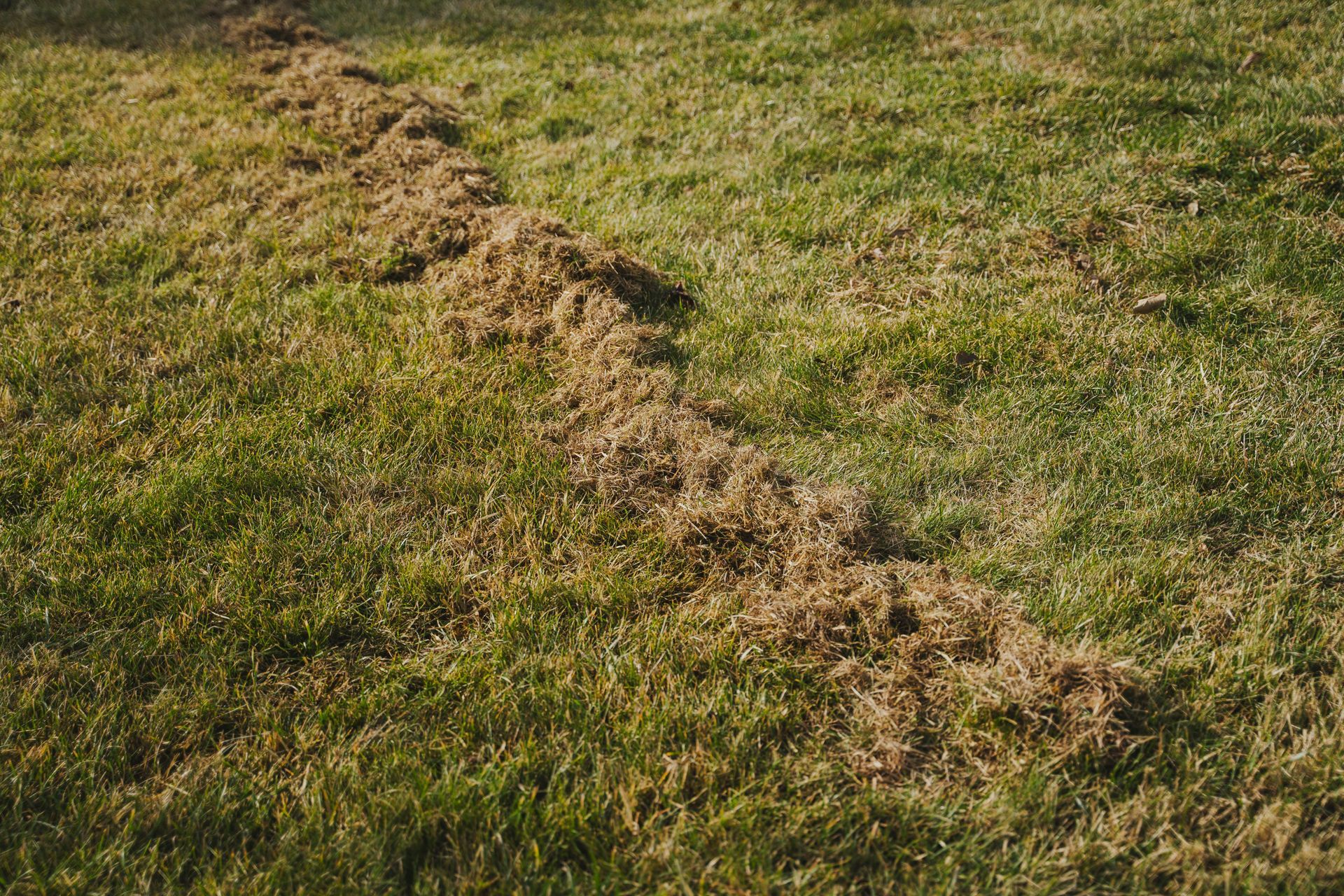 A narrow trench of freshly turned soil cuts diagonally through a grassy field.