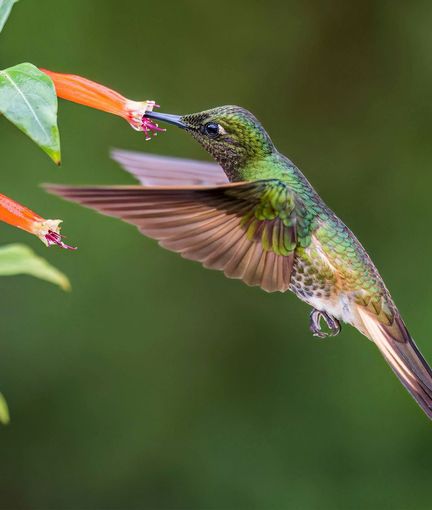 Green hummingbird hovering to sip nectar from an orange flower against a blurred green background