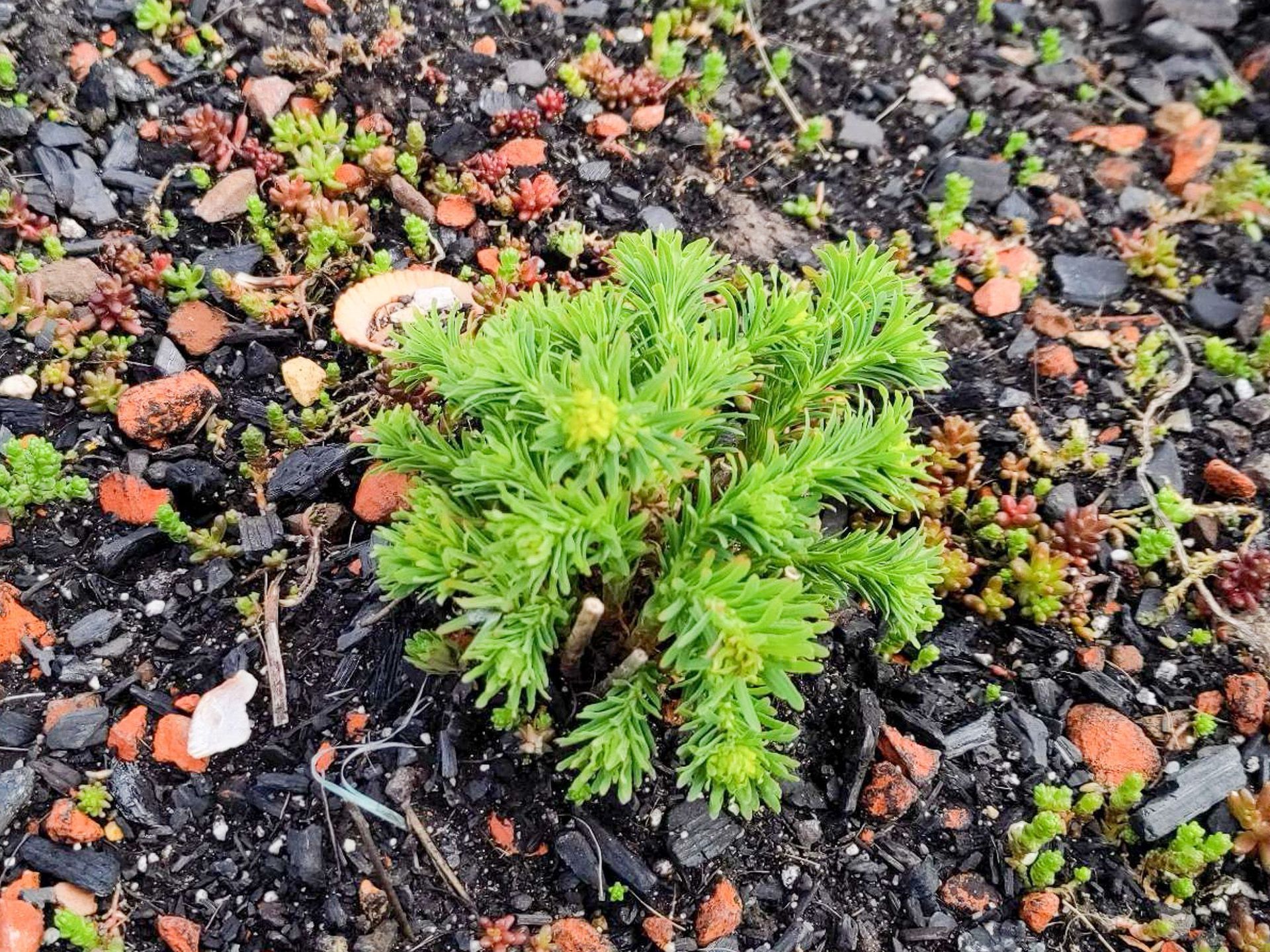 Klein groen plantje dat groeit in donkere grond met verspreide rode en grijze steentjes.