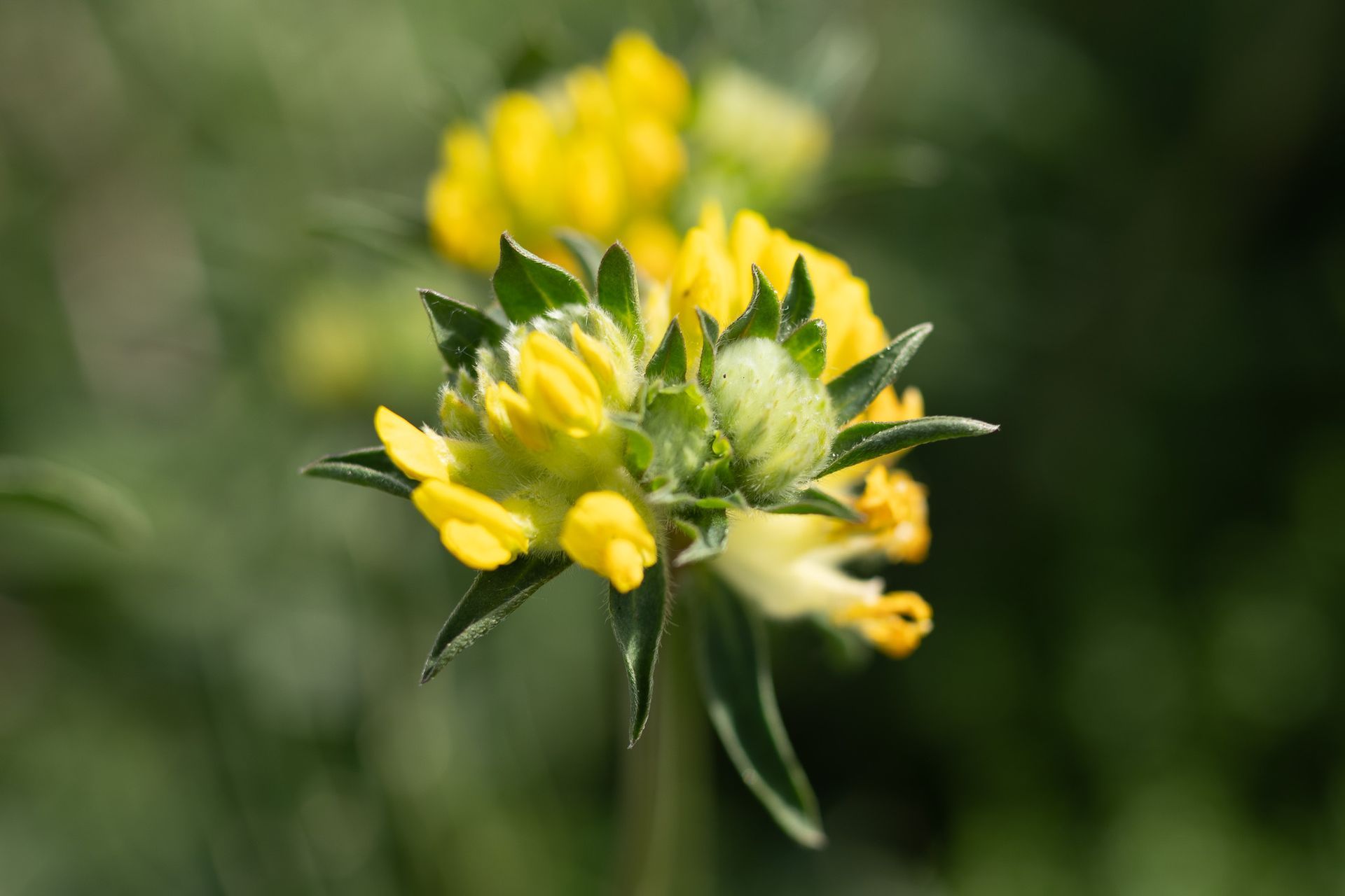 Gele wilde bloemen, onscherp afgetekend tegen een wazige groene achtergrond.