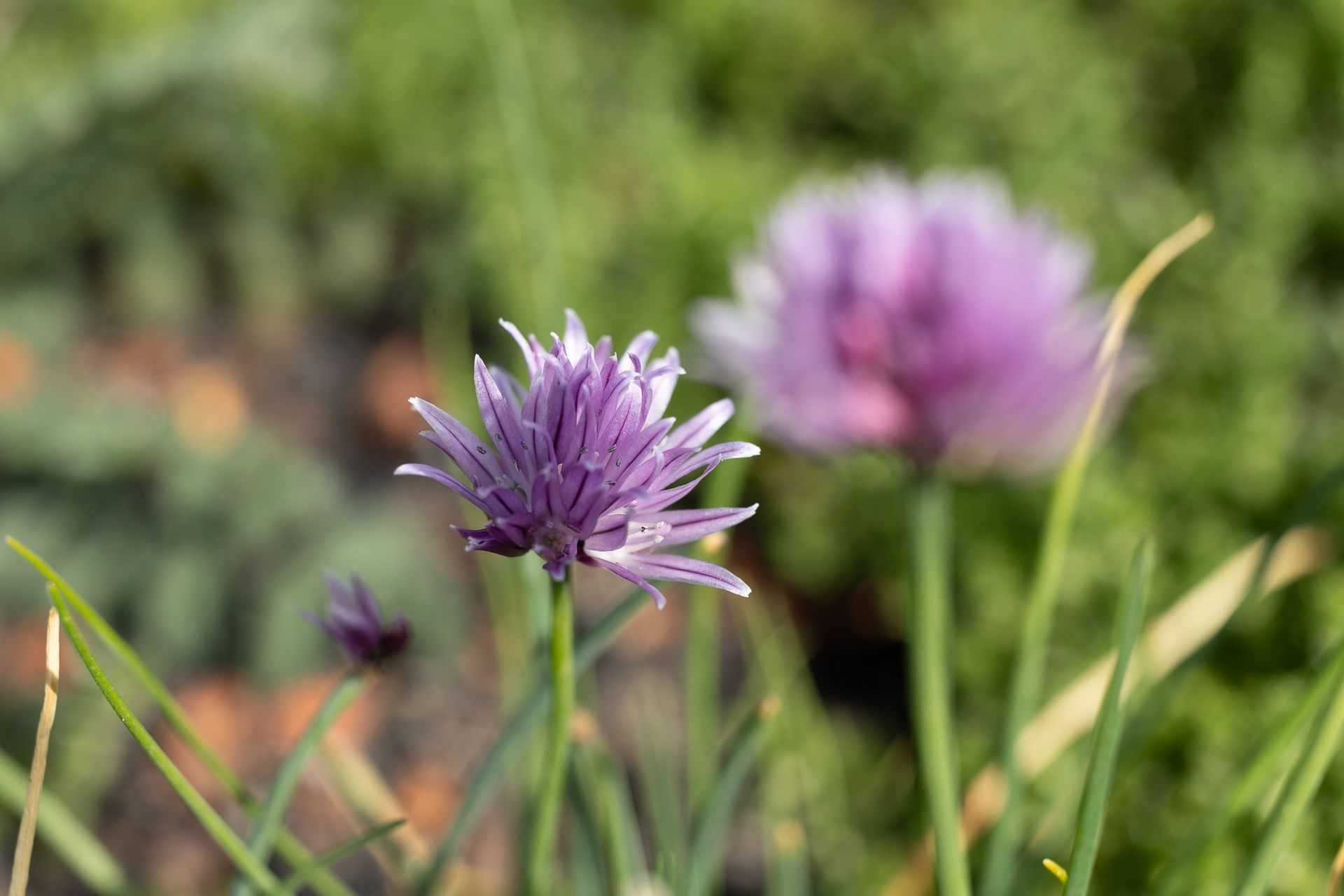 Paarse wilde bloemen bloeien in een grasveld, met één bloem scherp in beeld en een andere wazig erachter.