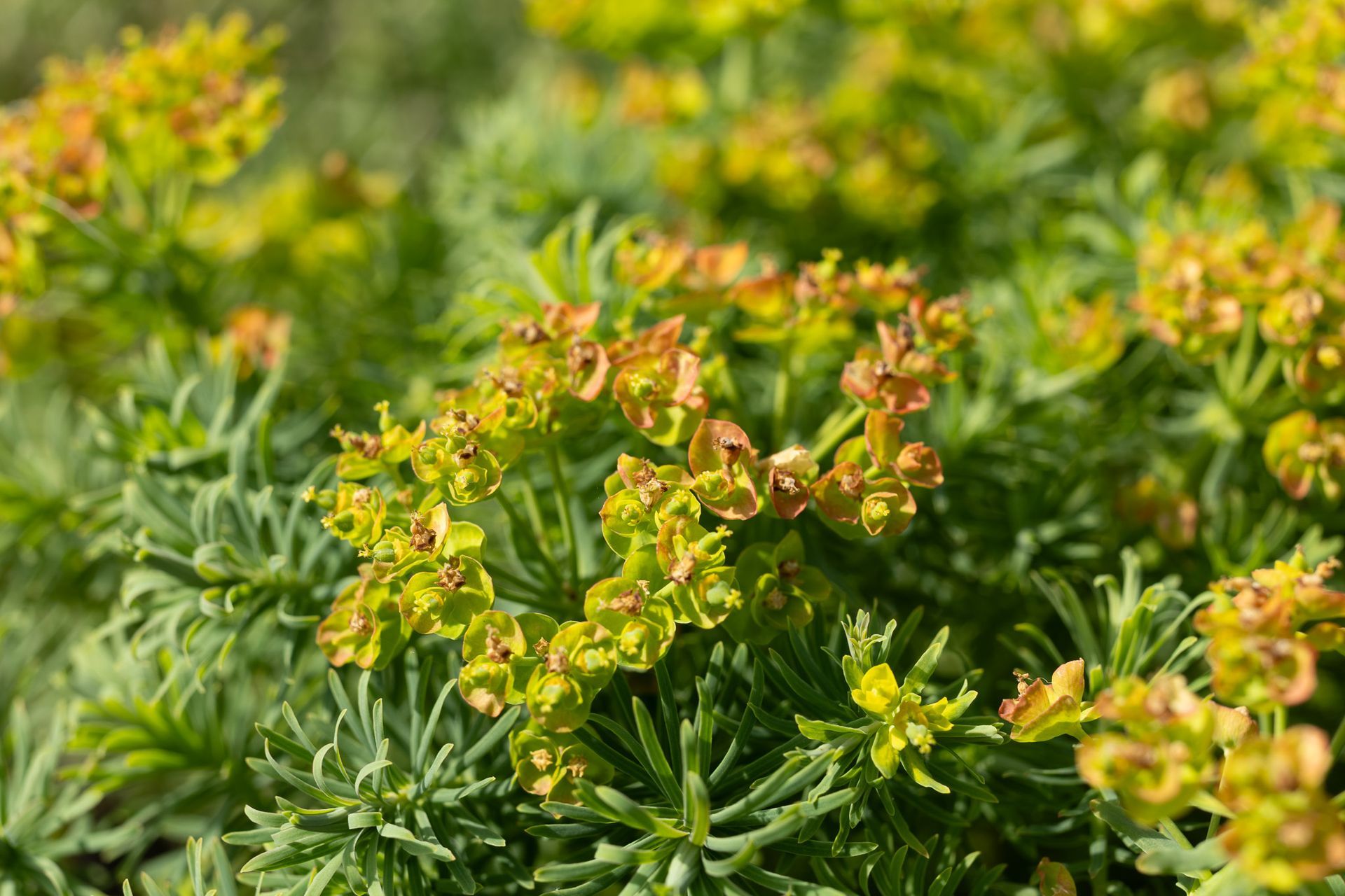 Groene vetplant met trosjes kleine gele bloemen in een tuin (close-up)