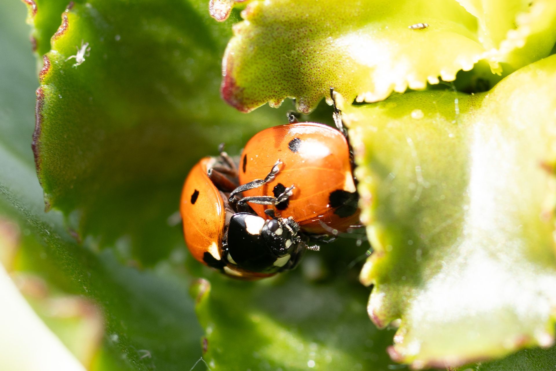 Twee oranje lieveheersbeestjes die paren op een groen blad.