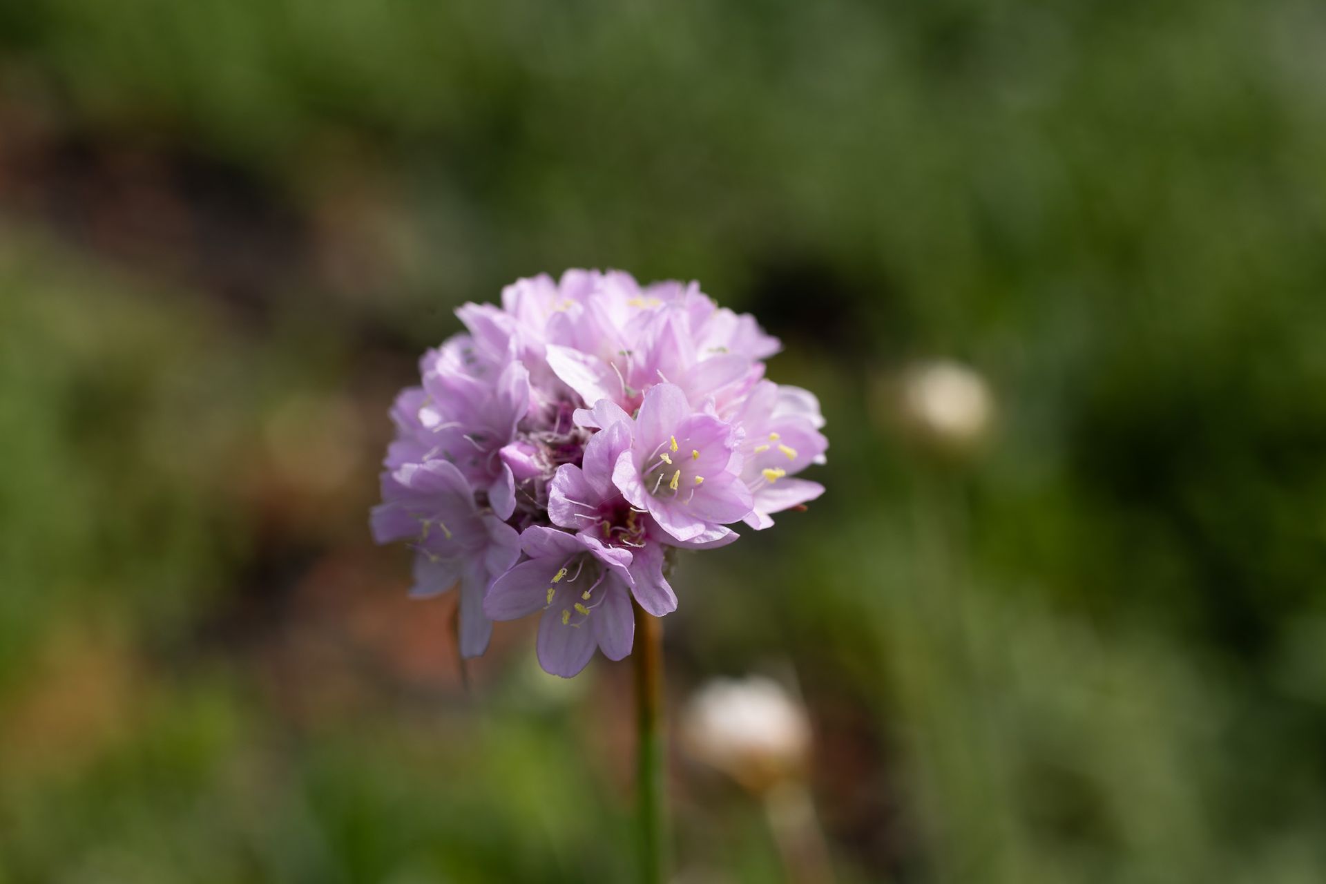 Close-up van een lichtpaarse wilde bloem tegen een wazige groene achtergrond.