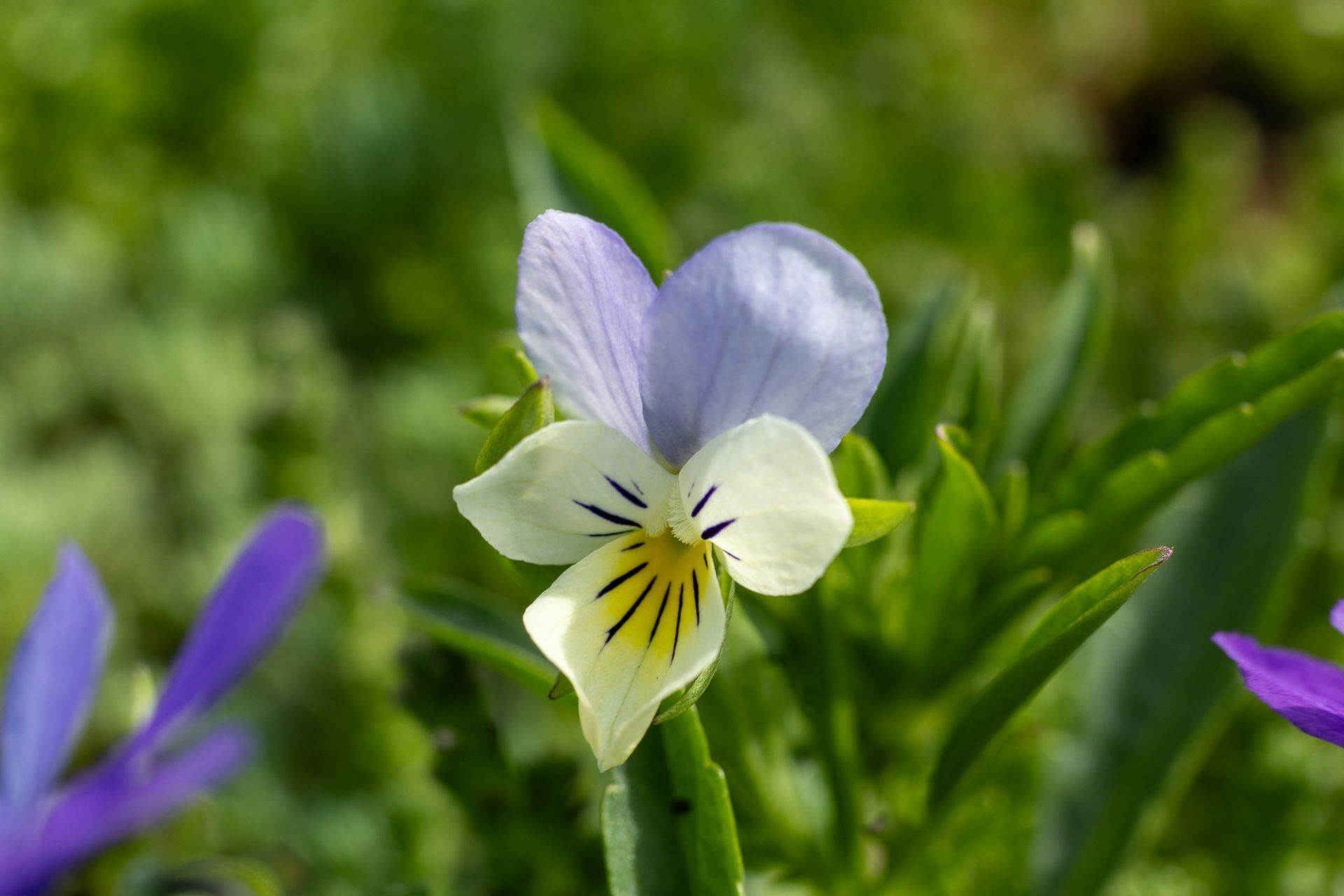 Close-up van een lichtpaarse en witte vioolbloem tegen een wazige groene achtergrond.