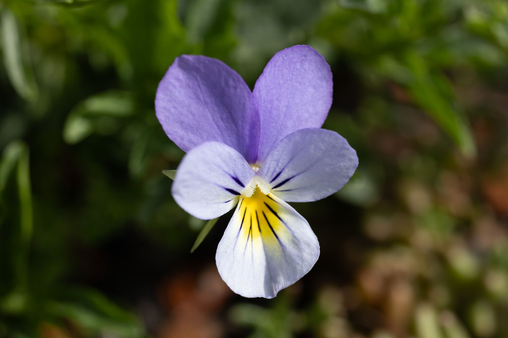 Paarse en witte wilde bloem met een geel hart tegen een wazige groene achtergrond
