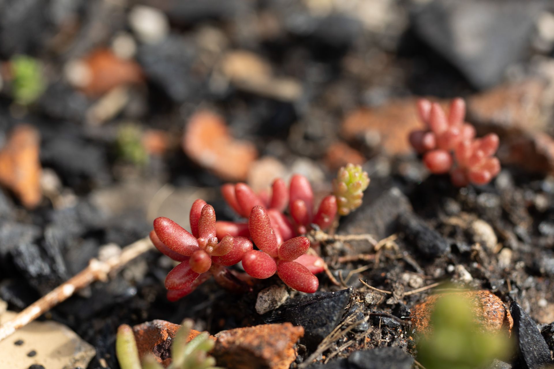 Kleine rode succulente scheuten komen op uit donkere aarde, met wazige bladeren op de achtergrond.