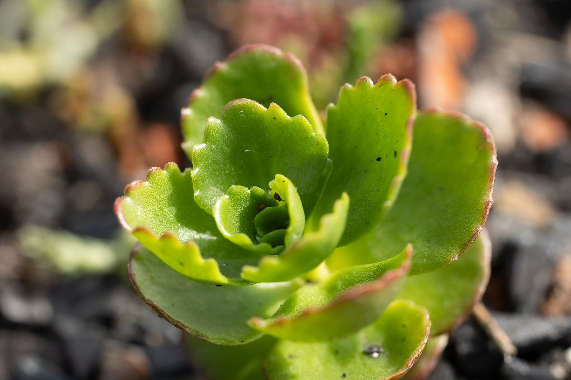 Close-up van een kleine groene vetplant met roodgepunte bladeren die in de aarde groeit.