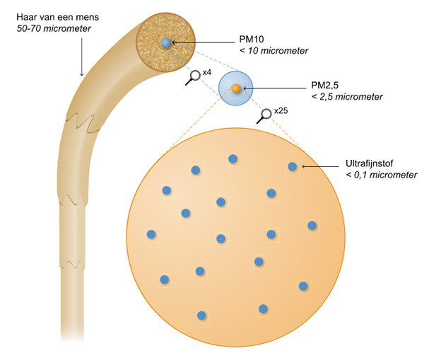 Diagram van haar en deeltjes: PM10, PM2.5 en ultrafijne deeltjes op een gebruinde menselijke haar.