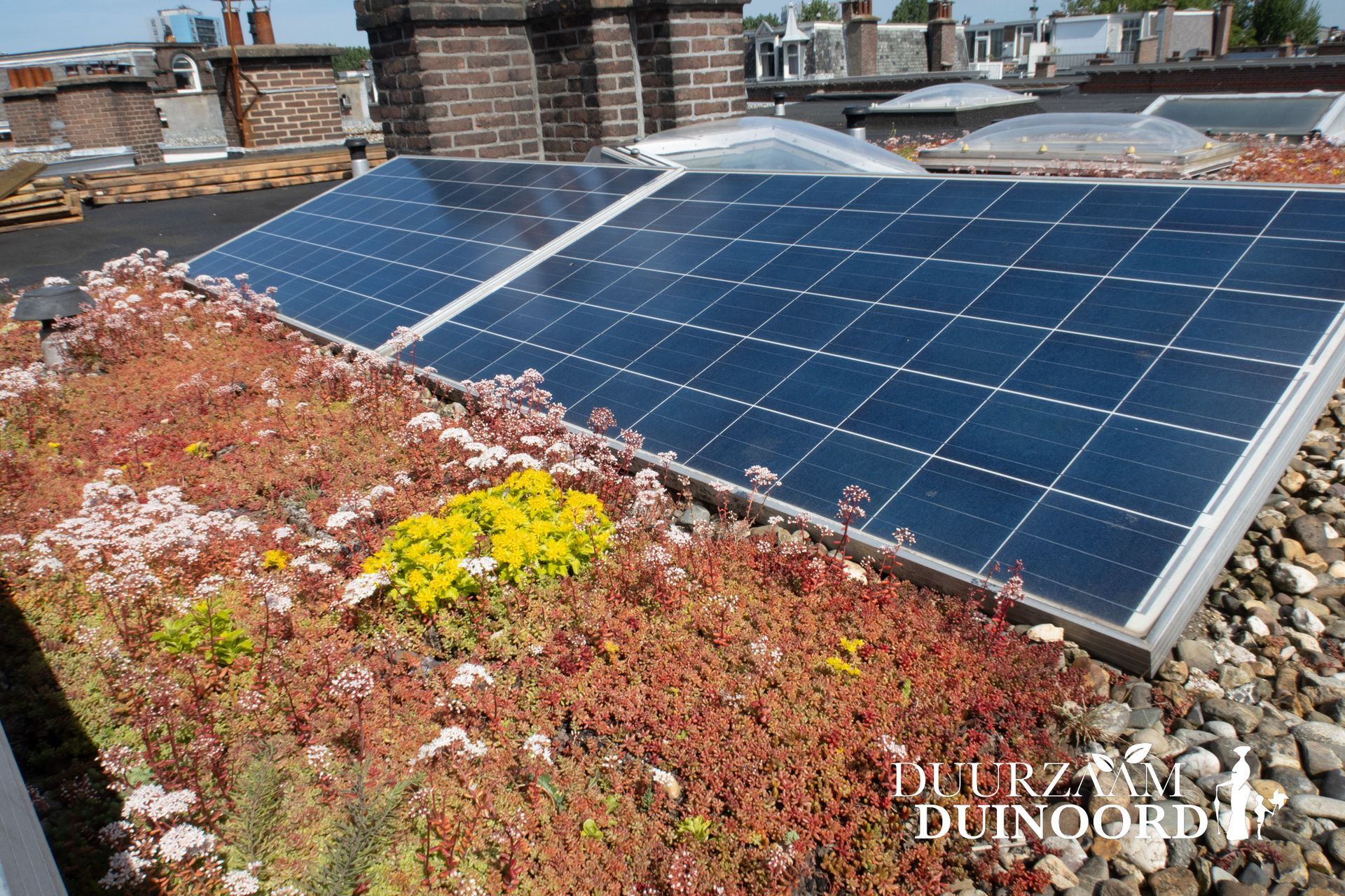Zonnepanelen op een dak naast een sedumdak met gele bloemen en schoorstenen op de achtergrond.