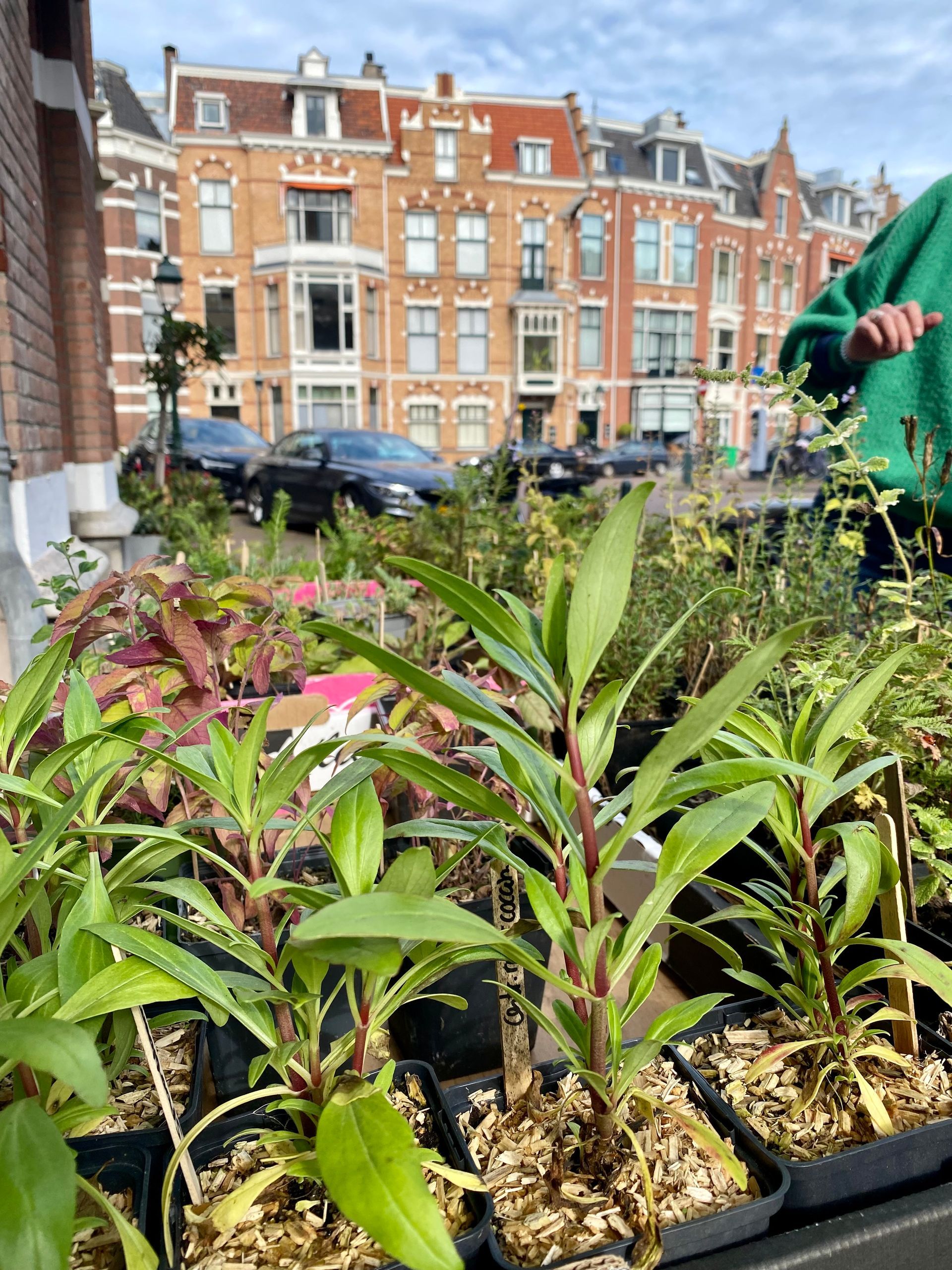 Potplanten te koop op een stadsstoep, met gebouwen en een persoon op de achtergrond.