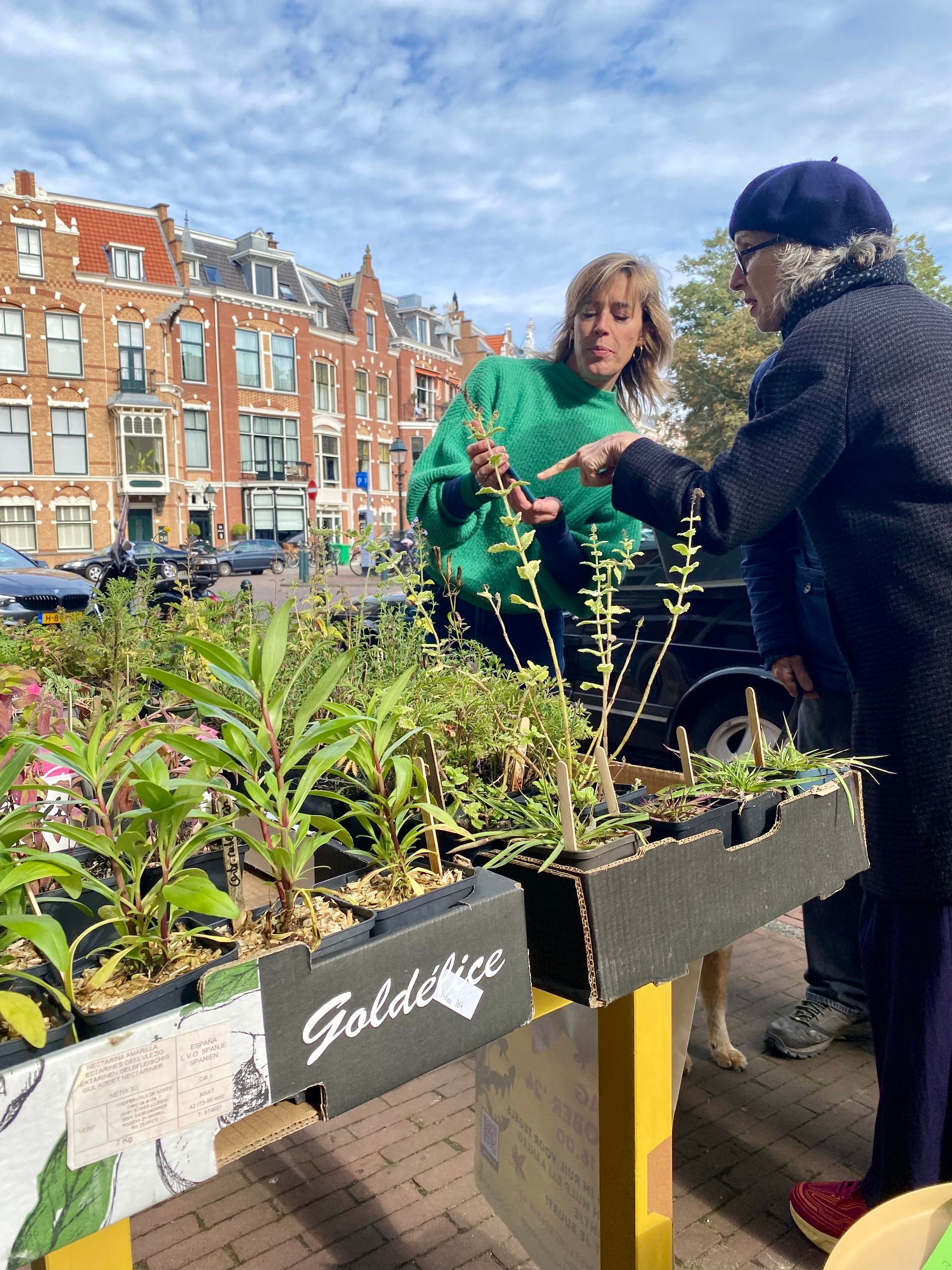 Twee mensen bekijken planten die te koop zijn bij een kraampje langs de weg, met een stadsstraat op de achtergrond.
