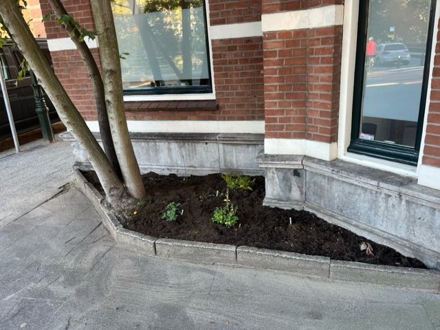 Een klein bloembed met nieuwe planten naast de bakstenen muur en ramen van een gebouw.