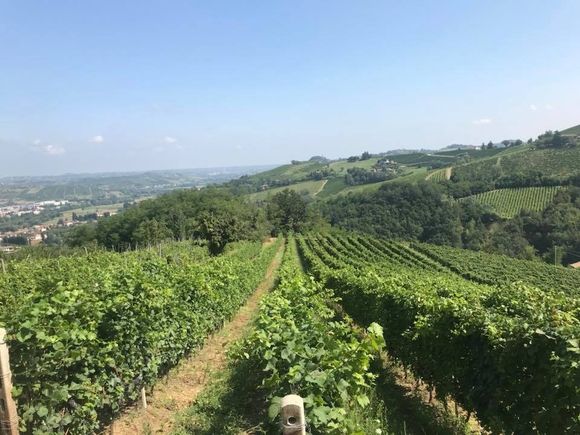 vineto