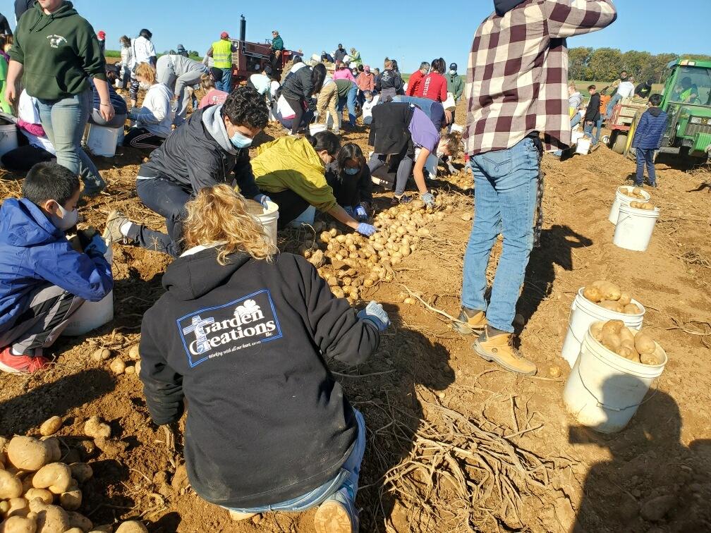 A group of people are picking potatoes in a field.
