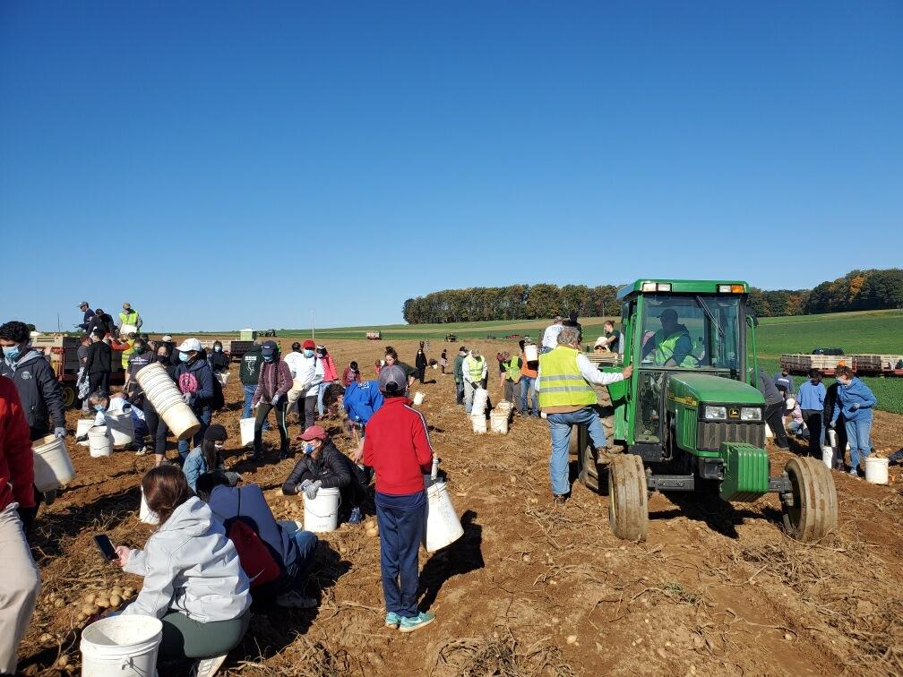 A group of people are picking potatoes in a field with a green tractor in the background.