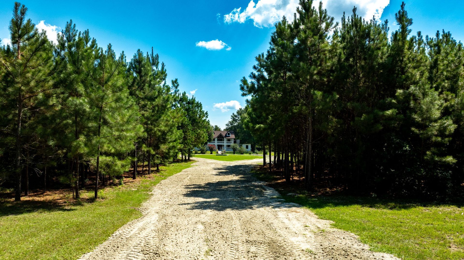 Pine tree-lined gravel drive leading to The Greystone Estate