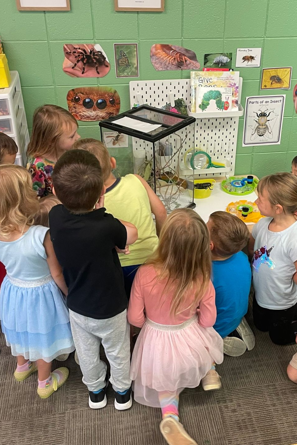 Preschoolers crowd around a classroom insect terrarium at Bethlehem Lutheran School