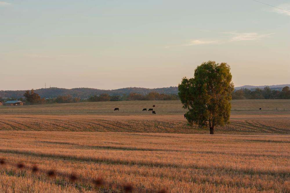 Golden Field at Sunset With a Lone Tree and Distant Hills — Chill-Rite Refrigeration and Air Conditioning in Wagga Wagga, NSW