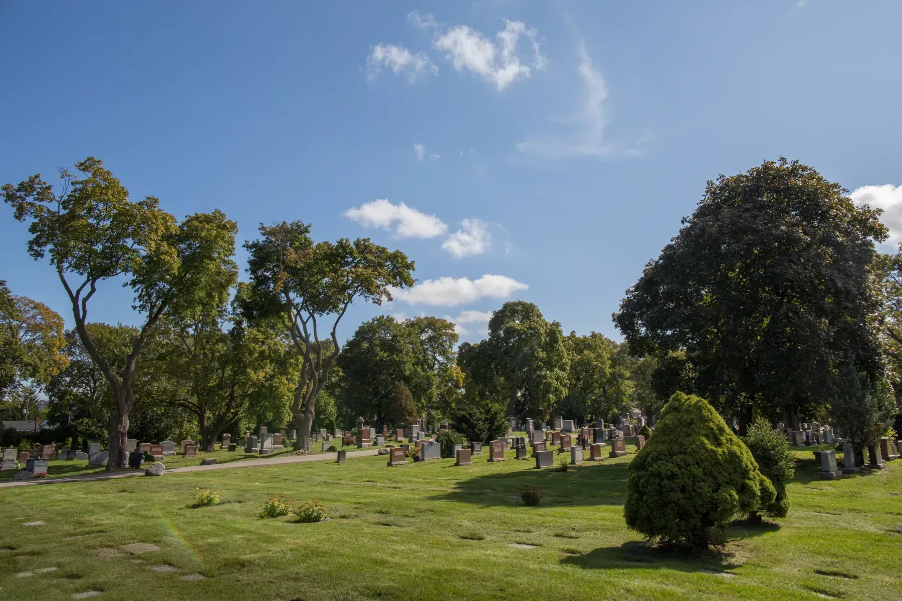Sunny park with green trees, open grass, and a blue sky with a few clouds