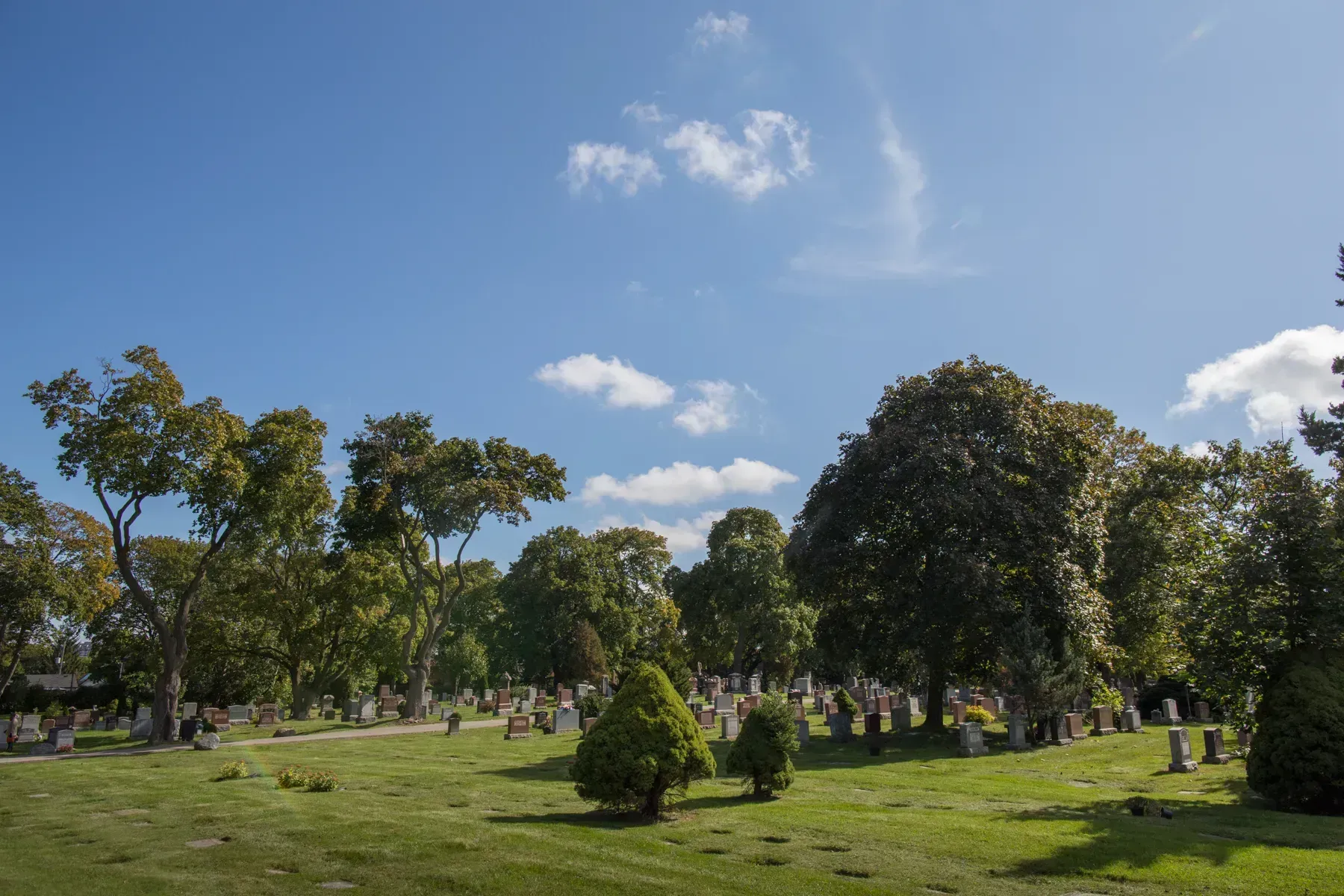 Sunlit park with scattered trees, green grass, and a bright blue sky with a few clouds