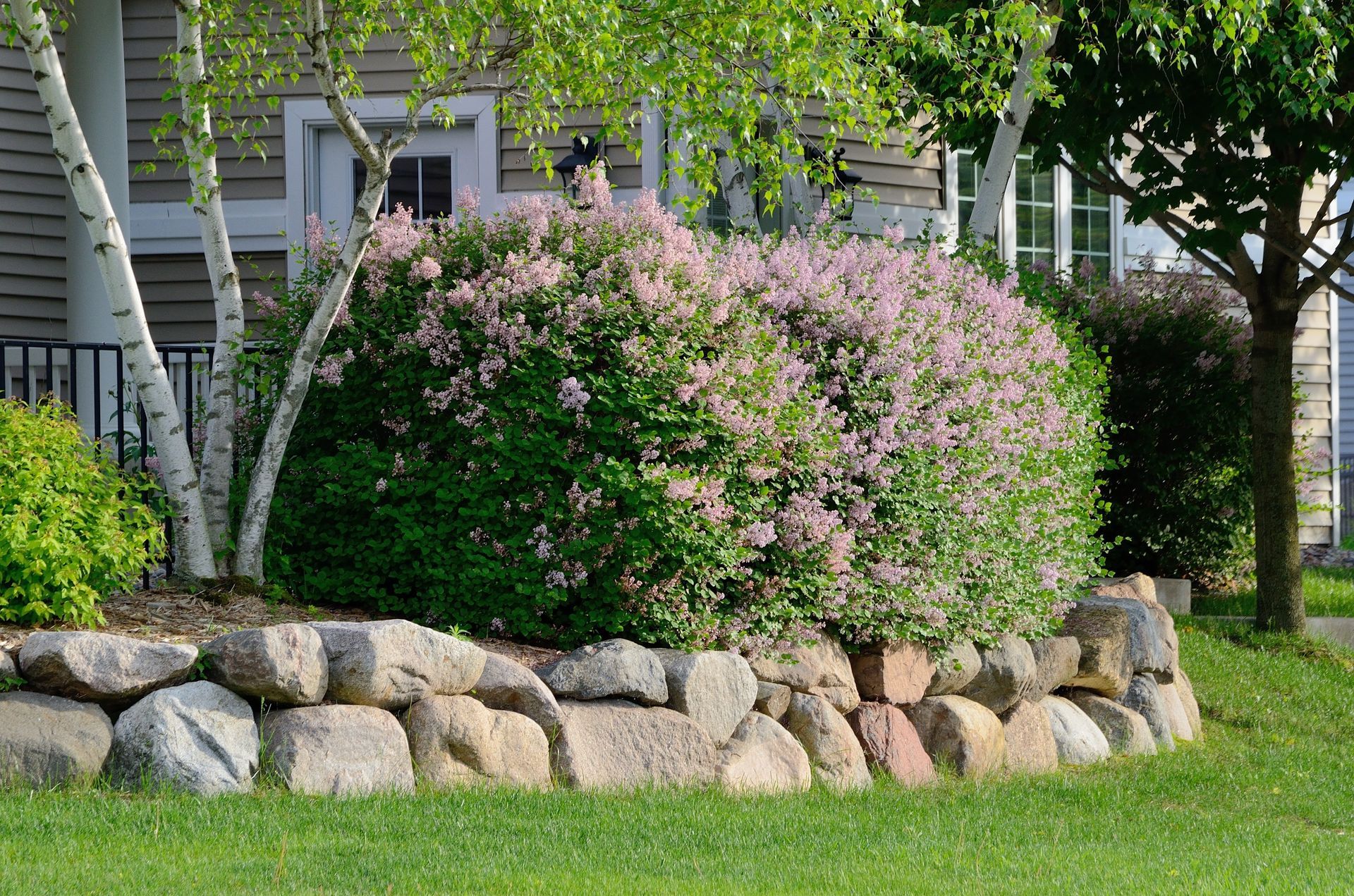 A lilac bush with light purple flowers grows behind a stone retaining wall in front of a house with white birch trees.