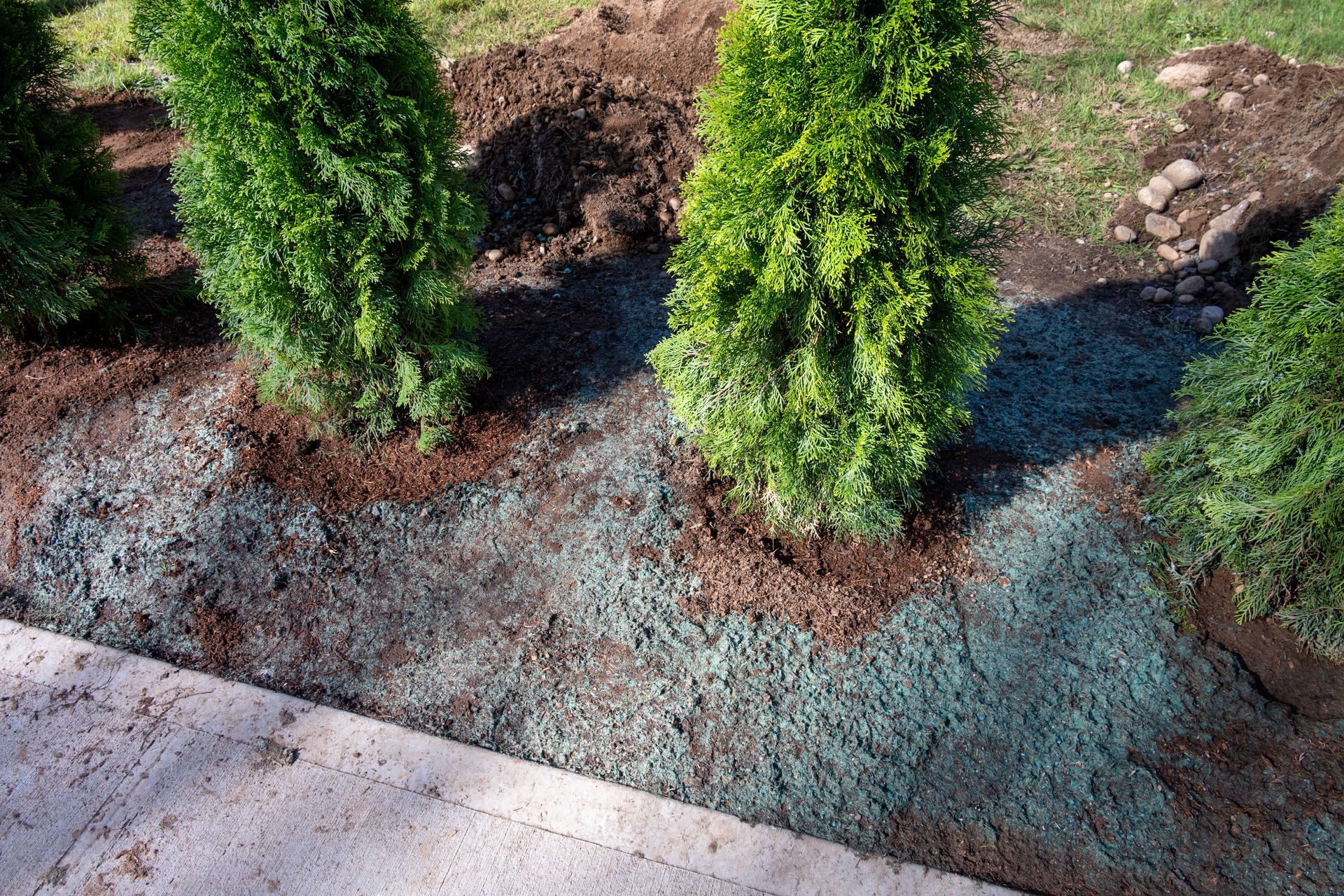 Three small evergreen trees planted in a garden bed with blue-tinted mulch near a concrete walkway.