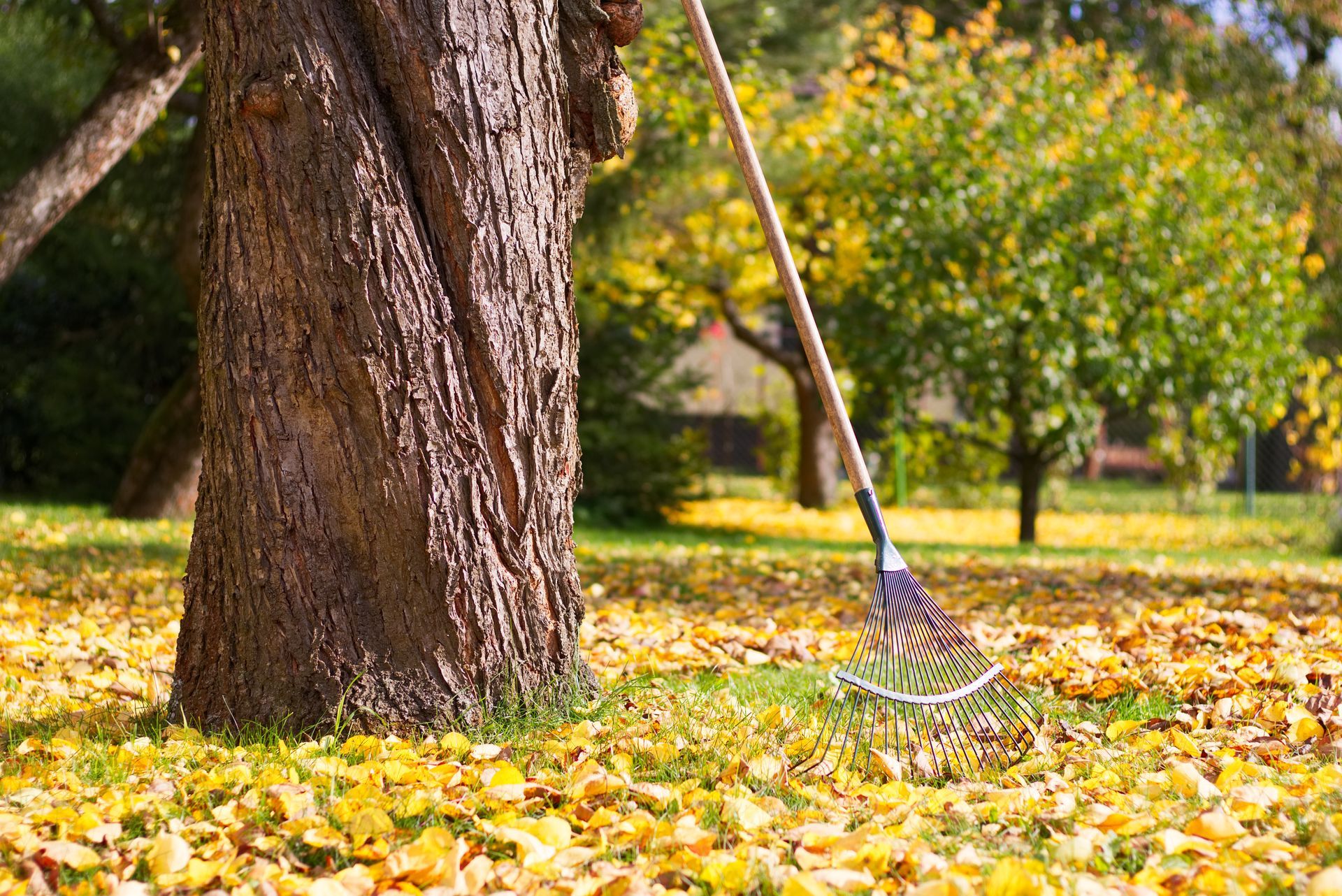 A metal rake leans against a tree trunk in a yard covered with vibrant yellow autumn leaves on a sunny day.