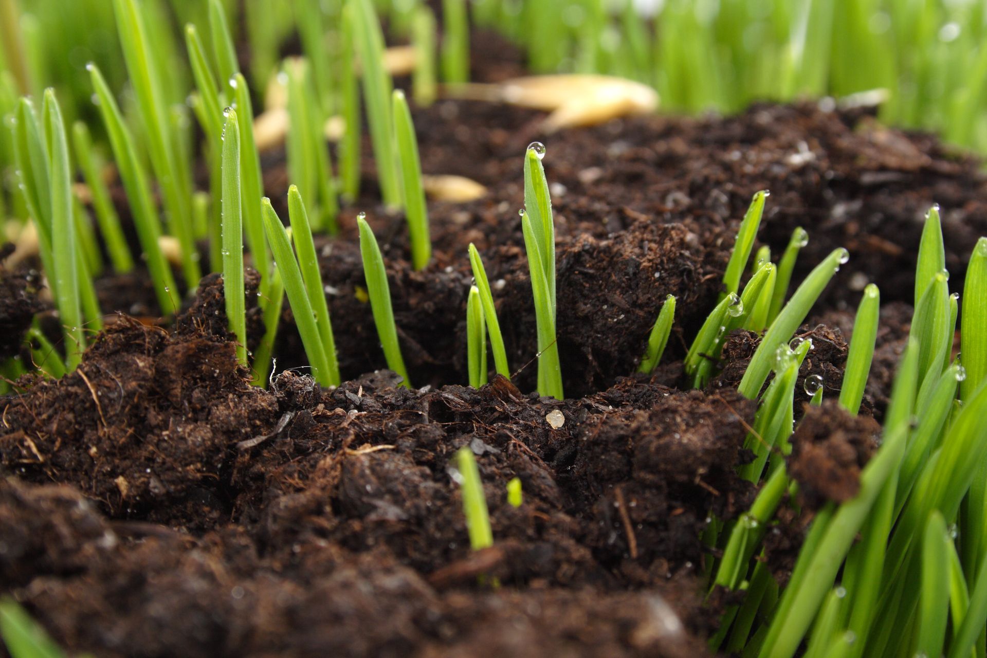 Fresh green grass sprouts pushing through dark, moist soil in a close-up view.
