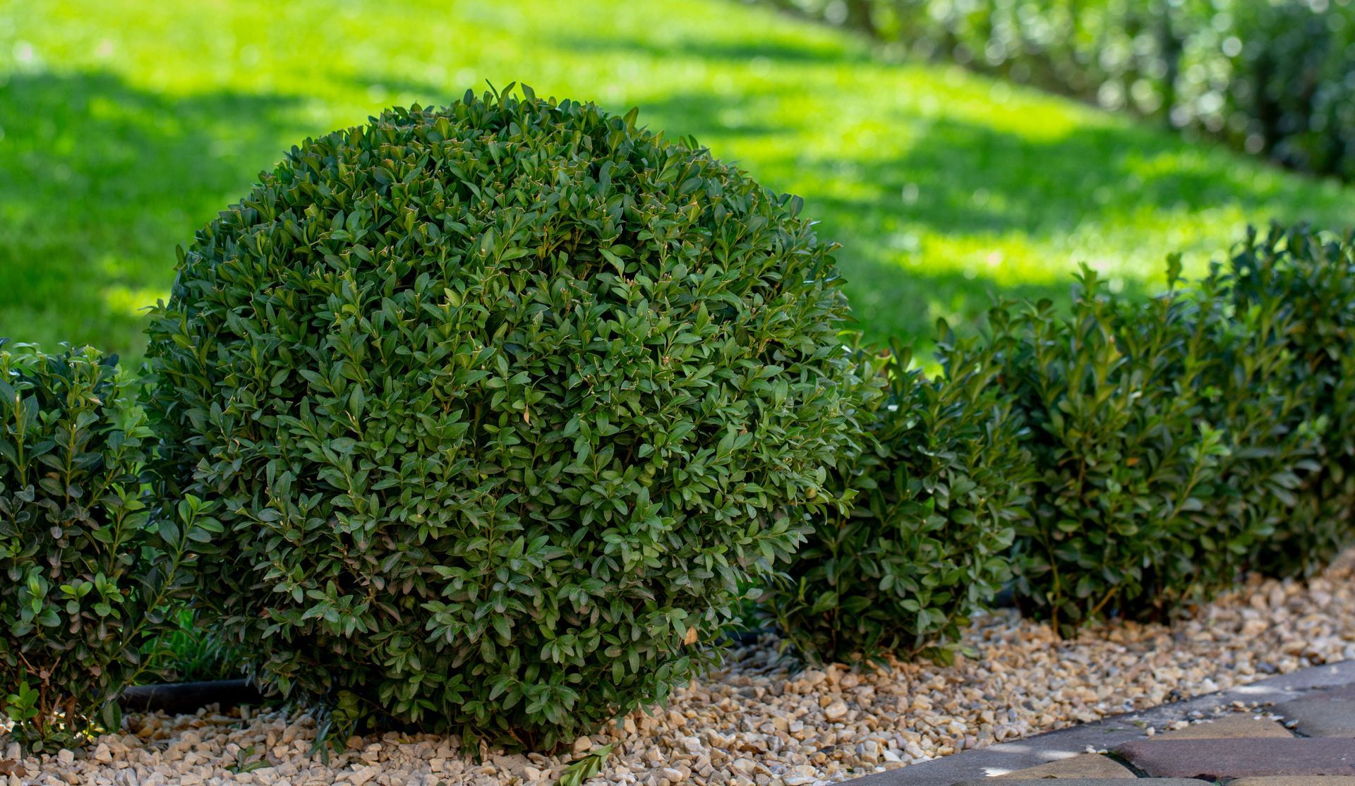 A manicured, spherical green shrub sits in a garden bed of light-colored gravel alongside smaller bushes.