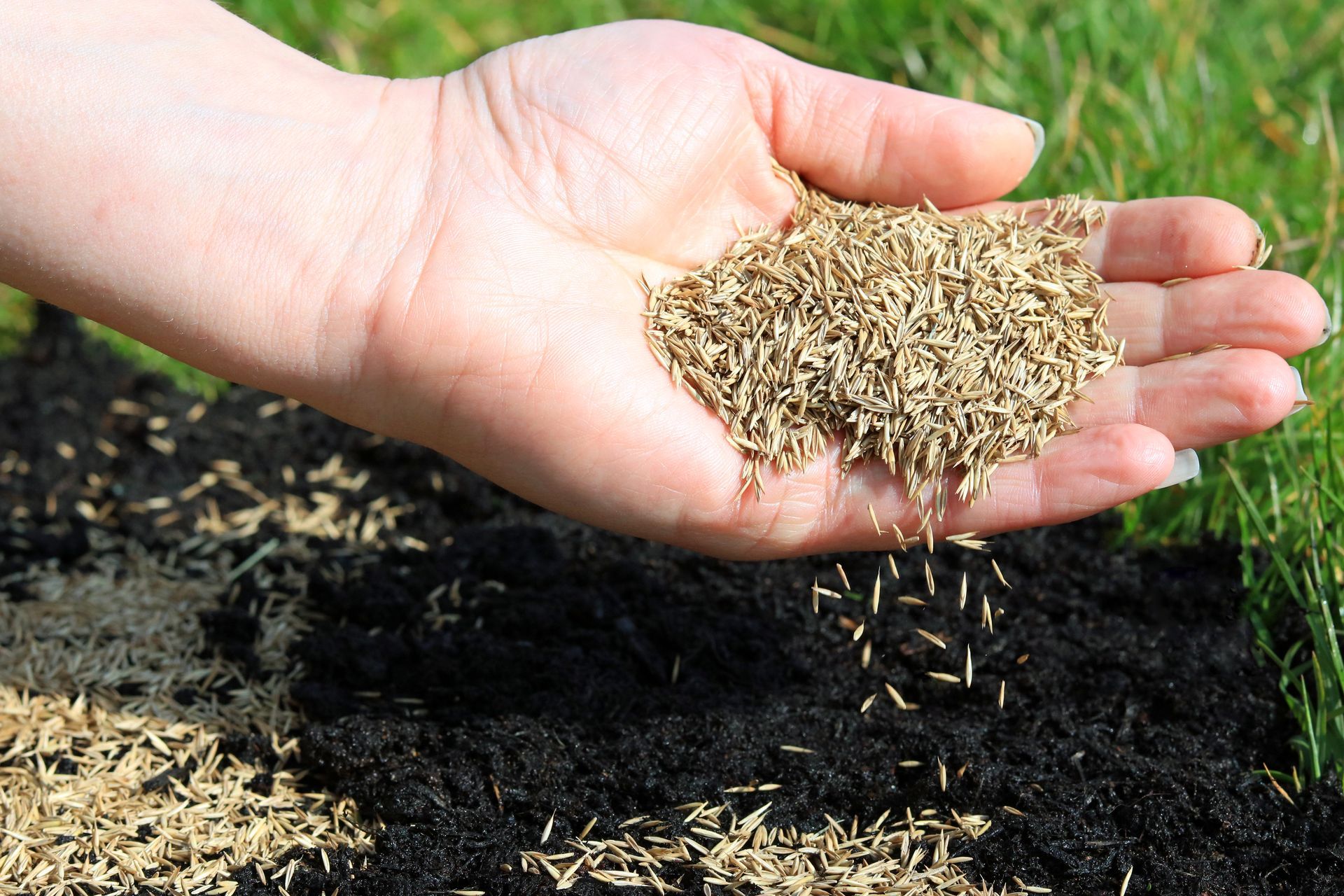 A hand scattering grass seeds over dark soil to plant a new lawn.