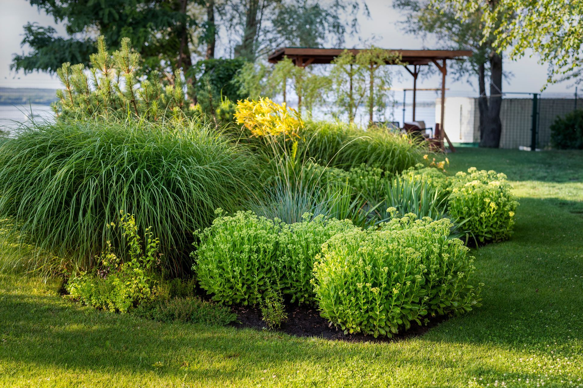 A lush garden bed with vibrant green shrubs, ornamental grasses, and bright yellow daylilies in a grassy backyard.
