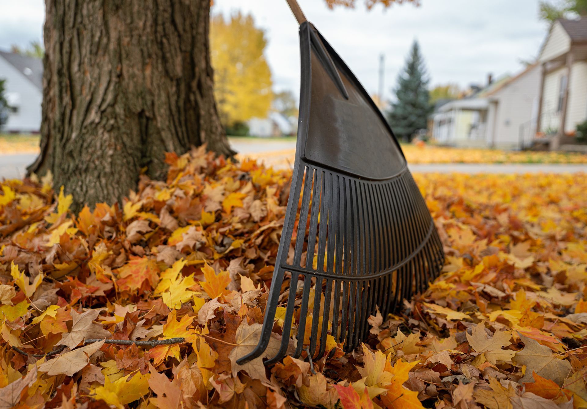 A metal rake leans against a tree trunk surrounded by piles of fallen yellow and orange autumn leaves in a yard.